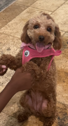 Lost Female Dog last seen Dobys bridge rd, Fort Mill, SC 29715
