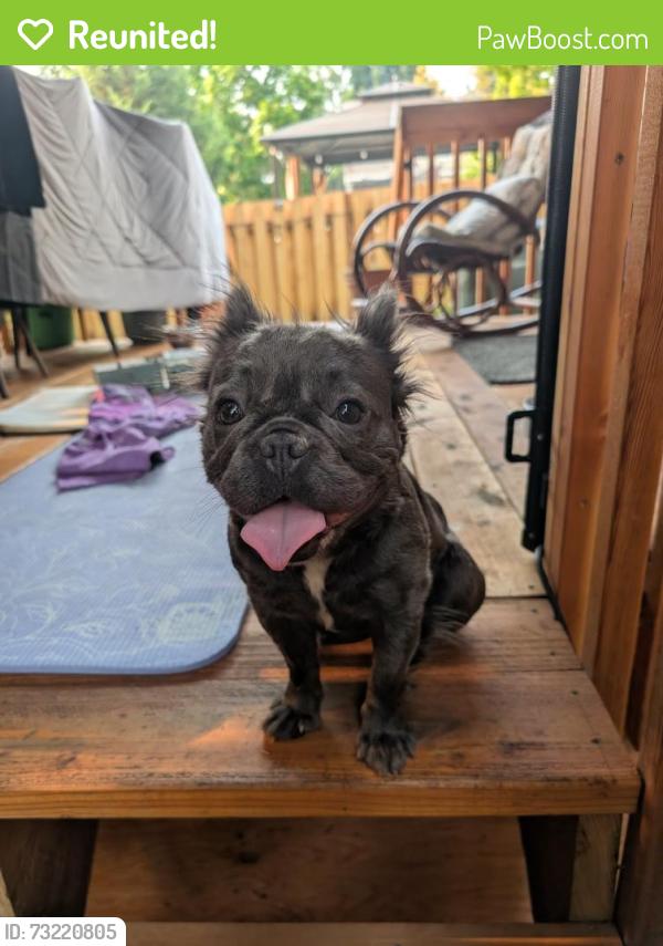 Reunited Female Dog last seen Kelly Creek / Gresham, Gresham, OR 97080