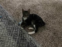 Lost Female Cat last seen Northgate ests between Love Joy and Jonquil, Mary Esther, FL 32569