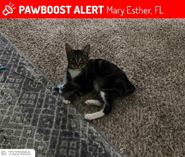 Lost Female Cat last seen Northgate ests between Love Joy and Jonquil, Mary Esther, FL 32569