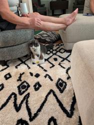 Lost Female Cat last seen 65th and Ewing, Indianapolis, IN 46220
