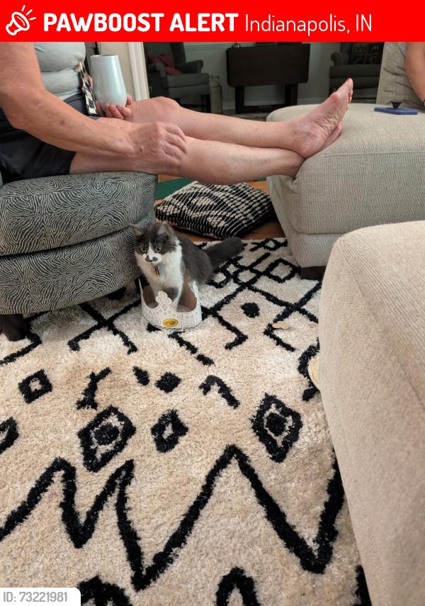 Lost Female Cat last seen 65th and Ewing, Indianapolis, IN 46220