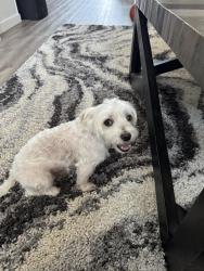 Lost Male Dog last seen Buckeye Avenue, San Antonio, TX 78213