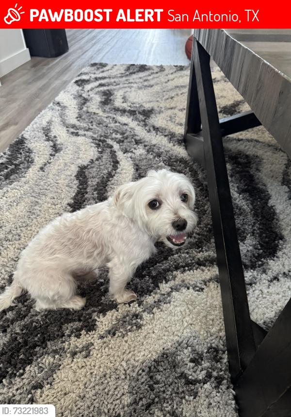 Lost Male Dog last seen Buckeye Avenue, San Antonio, TX 78213