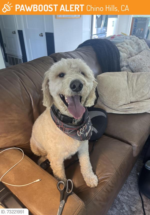Found/Stray Male Dog last seen Sage Lane, Chino Hills, CA 91709