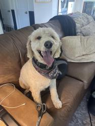 Found/Stray Male Dog last seen Sage Lane, Chino Hills, CA 91709