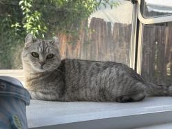 Lost Female Cat last seen MONTECITO DR, San Gabriel, CA 91776
