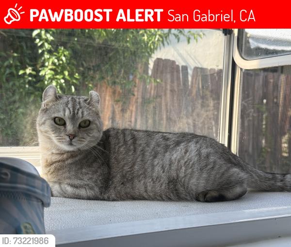 Lost Female Cat last seen MONTECITO DR, San Gabriel, CA 91776