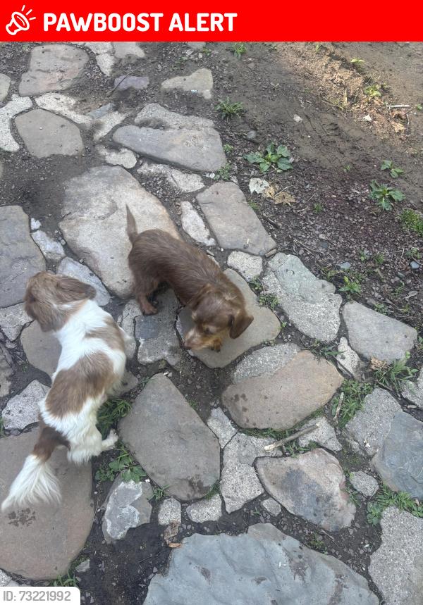 Lost Female Dog last seen Bear creek Village, Bear Creek Village, PA 18602