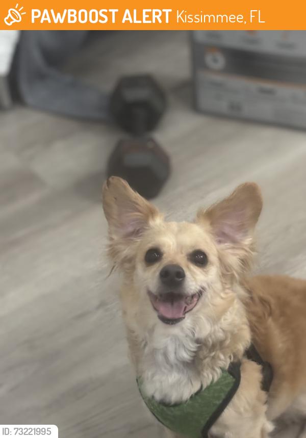 Found/Stray Female Dog last seen Pebble Brook / Kensington, Kissimmee, FL 34741
