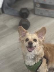 Found/Stray Female Dog last seen Pebble Brook / Kensington, Kissimmee, FL 34741