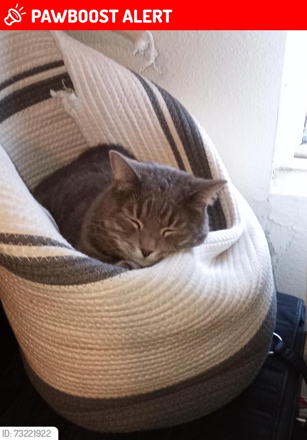 Lost Male Cat last seen Lockhaven Drive and Patrician near Garry Berry Stadium, Colorado Springs, CO 80909