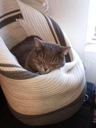 Lost Male Cat last seen Lockhaven Drive and Patrician near Garry Berry Stadium, Colorado Springs, CO 80909
