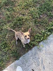 Found/Stray Female Dog last seen Barryhill and Fellowood, San Antonio, TX 78238