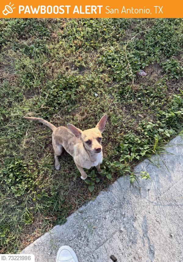 Found/Stray Female Dog last seen Barryhill and Fellowood, San Antonio, TX 78238