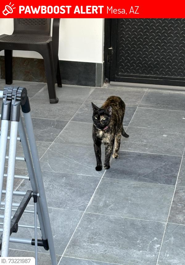 Lost Female Cat last seen Tomas and N Sunview, Mesa, AZ 85215