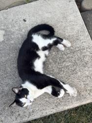 Reunited Male Cat last seen Sestos Dr, Columbus, OH 43207