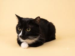 Shelter Stray Male Cat last seen , 1850 W 60th St, Los Angeles, CA 90047, USA