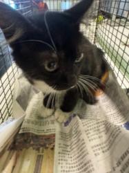 Shelter Stray Female Cat last seen , 1850 W 60th St, Los Angeles, CA 90047, USA