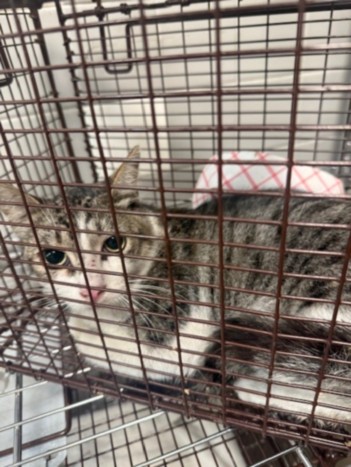 Shelter Stray Male Cat last seen , 957 N Gaffey St, San Pedro, CA 90731, USA