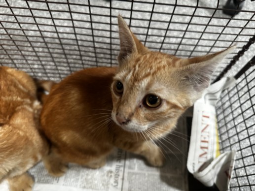 Shelter Stray Male Cat last seen , 3201 Lacy St, Los Angeles, CA 90031, USA