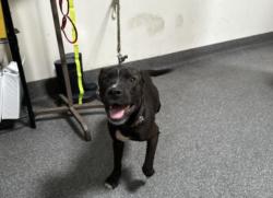 Shelter Stray Male Dog last seen , 3201 Lacy St, Los Angeles, CA 90031, USA