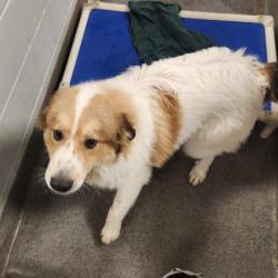 Shelter Stray Male Dog last seen APACHE RD NW, 4950 SW Triana Blvd, Huntsville, AL 35805, USA