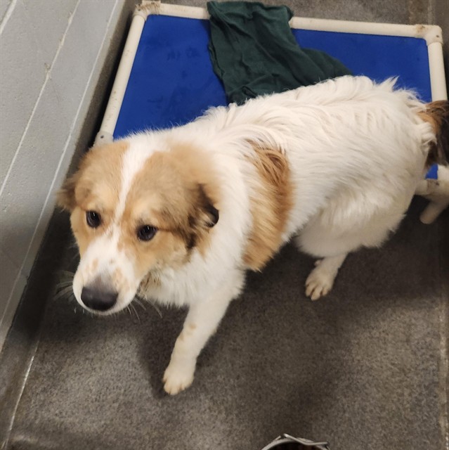 Shelter Stray Male Dog last seen APACHE RD NW, 4950 SW Triana Blvd, Huntsville, AL 35805, USA