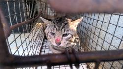 Shelter Stray Male Cat last seen CONGER RD SW, 4950 SW Triana Blvd, Huntsville, AL 35805, USA