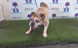 Shelter Stray Male Dog last seen , 2769 Conroy Rd, Orlando, FL 32839, USA