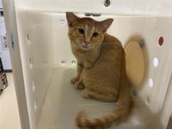 Shelter Stray Male Cat last seen Near BLOCK W LINCOLN AVE, 3839 W Burnham St, West Milwaukee, WI 53215, USA
