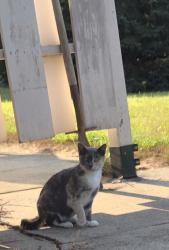 Found/Stray Unknown Cat last seen Corner of E. Milwaukee st and hwy 14, Janesville, WI 53545
