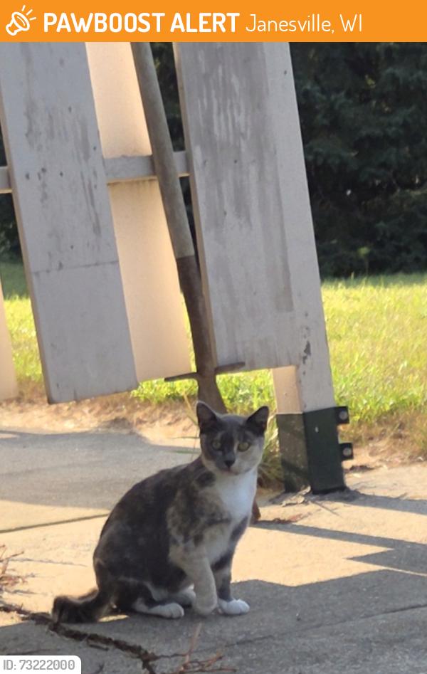 Found/Stray Unknown Cat last seen Corner of E. Milwaukee st and hwy 14, Janesville, WI 53545