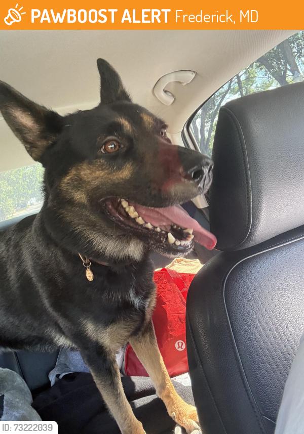 Found/Stray Male Dog last seen Amber dr & hillcrest, Frederick, MD 21702