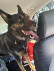 Found/Stray Male Dog last seen Amber dr & hillcrest, Frederick, MD 21702