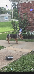 Found/Stray Unknown Dog last seen Powell & Nathan - behind Schnucks Lindenwood, Saint Charles, MO 63301