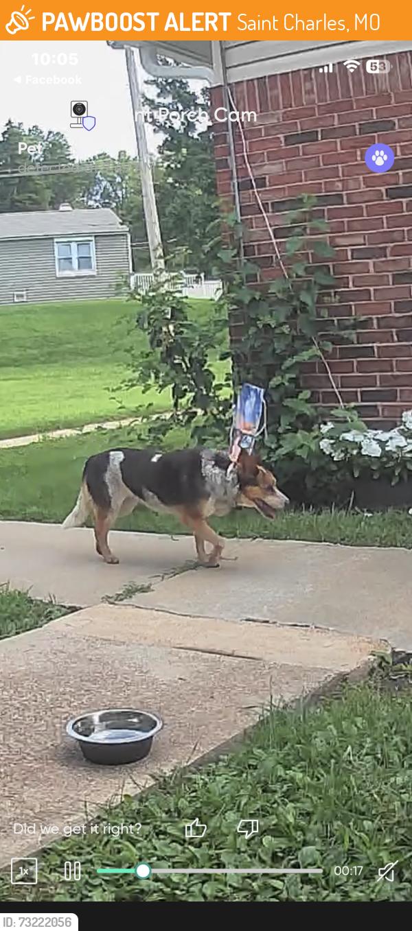 Found/Stray Unknown Dog last seen Powell & Nathan - behind Schnucks Lindenwood, Saint Charles, MO 63301