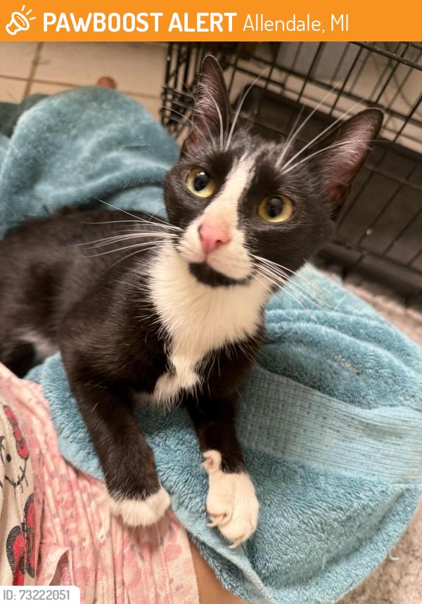 Found/Stray Unknown Cat last seen Lake Michigan Dr., Allendale, MI 49401
