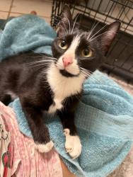 Found/Stray Unknown Cat last seen Lake Michigan Dr., Allendale, MI 49401