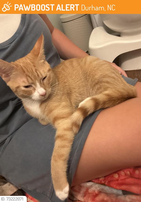 Found/Stray Unknown Cat last seen Thorn Brook Ct and Oak Grove Pkwy, Durham, NC 27703