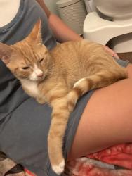 Found/Stray Unknown Cat last seen Thorn Brook Ct and Oak Grove Pkwy, Durham, NC 27703