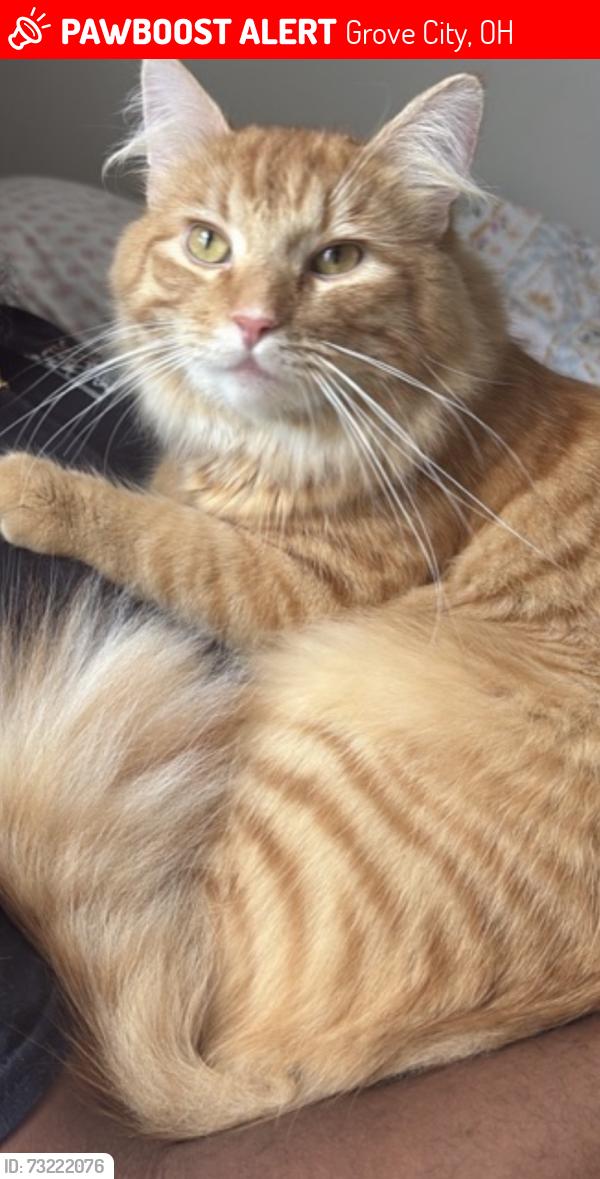 Lost Male Cat last seen Rock creek drive & hardy parkway, Grove City, OH 43123