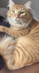 Lost Male Cat last seen Rock creek drive & hardy parkway, Grove City, OH 43123