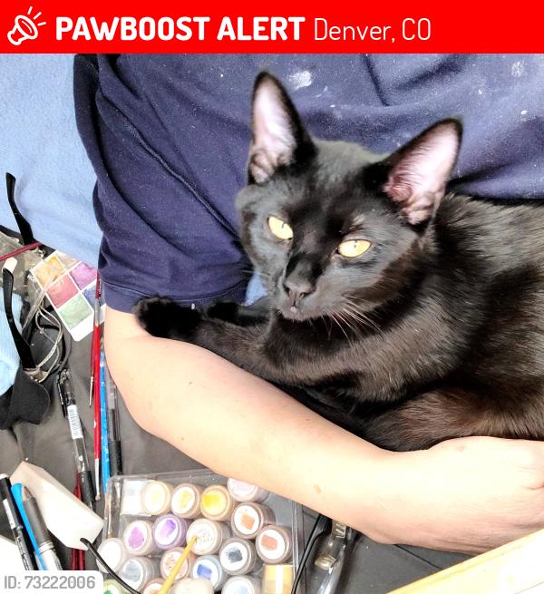 Lost Female Cat last seen Near N Marion St Denver CO 80218, Denver, CO 80218