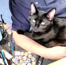 Lost Female Cat last seen Near N Marion St Denver CO 80218, Denver, CO 80218