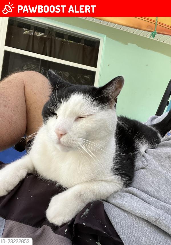 Lost Male Cat last seen Shannon Ave/Magnolia Ave, Melbourne Beach, FL 32903