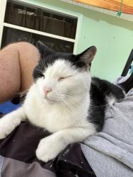 Lost Male Cat last seen Shannon Ave/Magnolia Ave, Melbourne Beach, FL 32903