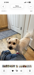 Reunited Male Dog last seen Cimmaron and Washburn, Las Vegas, NV 89149
