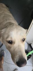 Reunited Male Dog last seen Ganado and PVD easr, Rancho Palos Verdes, CA 90275