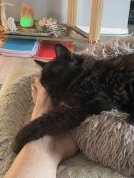 Reunited Male Cat last seen Venice Gardens, Oxford Drive, Venice, FL 34293